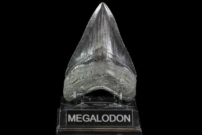 Serrated, Fossil Megalodon Tooth - Georgia #108843